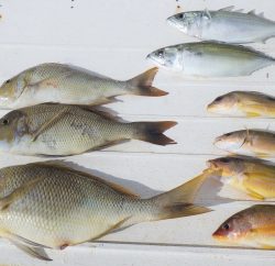 本部釣りイカダ 釣果