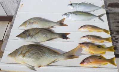 本部釣りイカダ 釣果