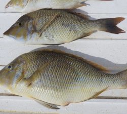 本部釣りイカダ 釣果