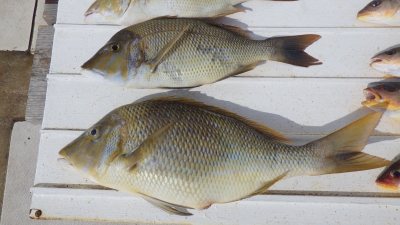 本部釣りイカダ 釣果