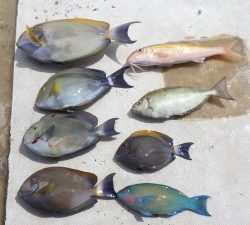 本部釣りイカダ 釣果