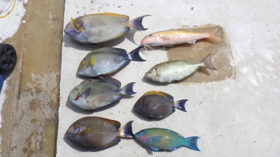 本部釣りイカダ 釣果