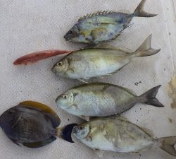 本部釣りイカダ 釣果