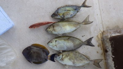 本部釣りイカダ 釣果