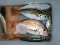 おおせき丸 釣果