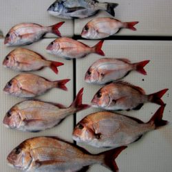 来温丸(らいおんまる) 釣果