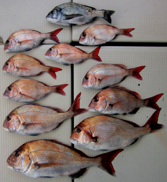 来温丸（らいおんまる） 釣果