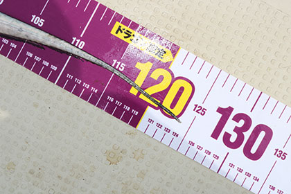 松本釣船2 釣果