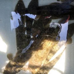 オーシャンマスター 釣果