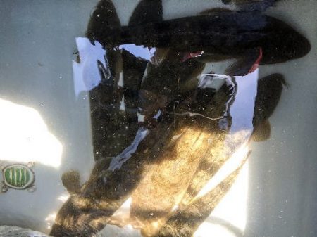 オーシャンマスター 釣果