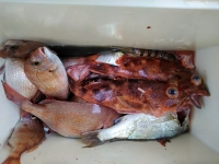 おおせき丸 釣果