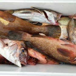 オーフリー 釣果