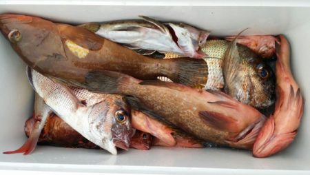 オーフリー 釣果