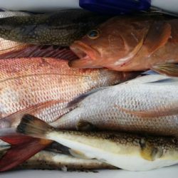 オーフリー 釣果