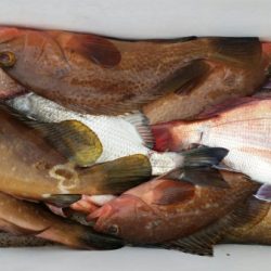 オーフリー 釣果