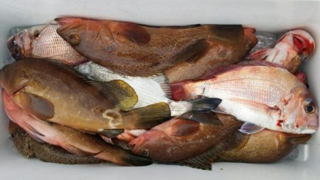 オーフリー 釣果