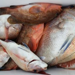 オーフリー 釣果