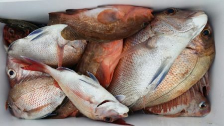 オーフリー 釣果