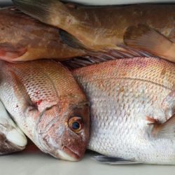 オーフリー 釣果