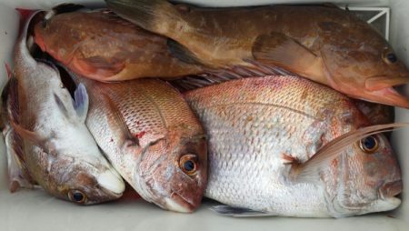 オーフリー 釣果