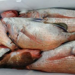 オーフリー 釣果