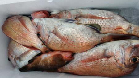 オーフリー 釣果