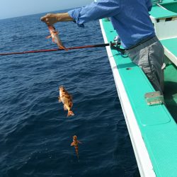 モンロー号 釣果