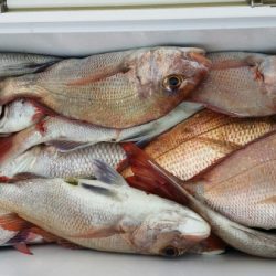 オーフリー 釣果