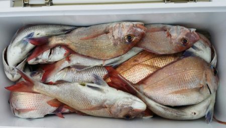 オーフリー 釣果