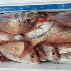 オーフリー 釣果