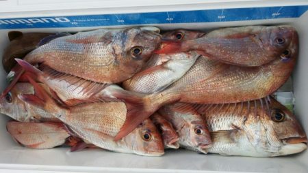 オーフリー 釣果