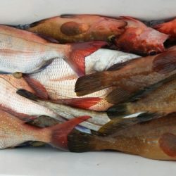 オーフリー 釣果