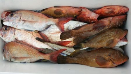 オーフリー 釣果