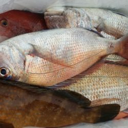 オーフリー 釣果