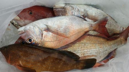 オーフリー 釣果