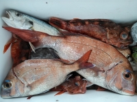 おおせき丸 釣果