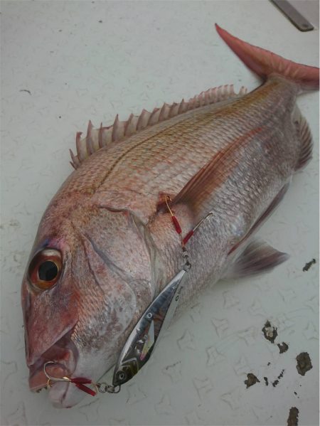 マタウマリンサービス 釣果