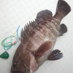 マタウマリンサービス 釣果