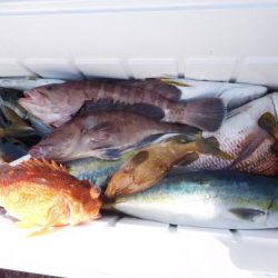 第二一之紀丸（ダイニイチノキマル） 釣果