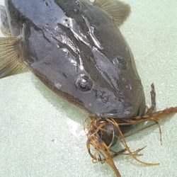 さわ浦丸 釣果