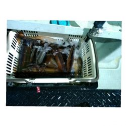 神海丸 釣果