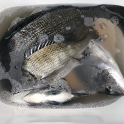 由良渡船 釣果