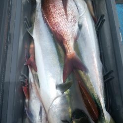 龍神丸(福井) 釣果