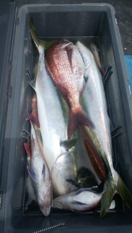 龍神丸（福井） 釣果