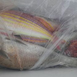 遊漁船 新鋭丸 釣果