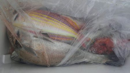 遊漁船 新鋭丸 釣果