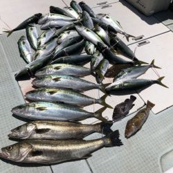 ふじしめ丸 釣果