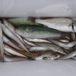 遊漁船 幸友丸 釣果