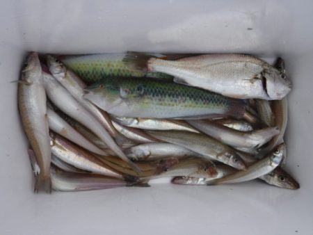 遊漁船 幸友丸 釣果