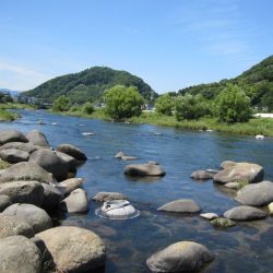 狩野川(狩野川漁業協同組合) 釣果